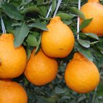 <strong>Dünyada cəmi 4 ölkədə əkilən meyvə Azərbaycanda da yetişdirilir</strong>